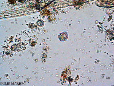 phyto/Thau_Lagoon/THAU_station1/GELAMED 2010/Alexandrium insuetum (ancien Alexandrium sp11)(copy)_thumb.jpg